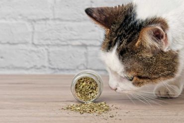kitten sniffing catnip