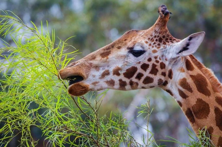 griaffe eating leaves
