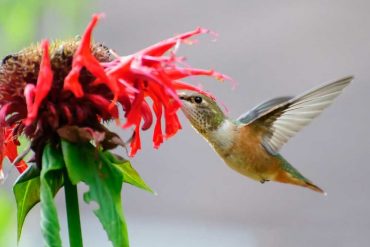 hummingbirds eating nectar
