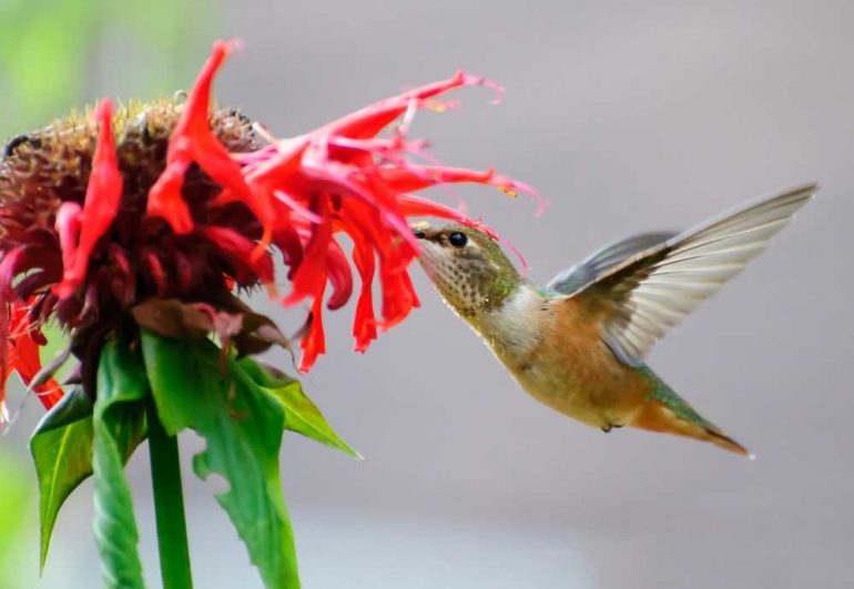 What do Hummingbirds Eat? THE ANSWERS CAFé