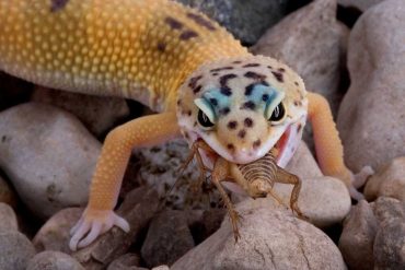 Gecko eating a grasshopper