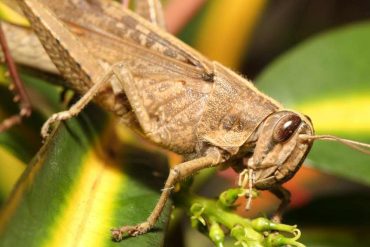 what do grasshoppers eat?