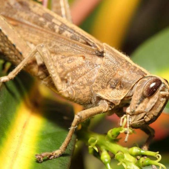 what do grasshoppers eat?