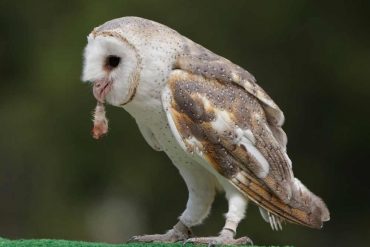 owl eating