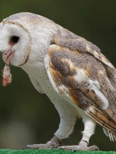 owl eating
