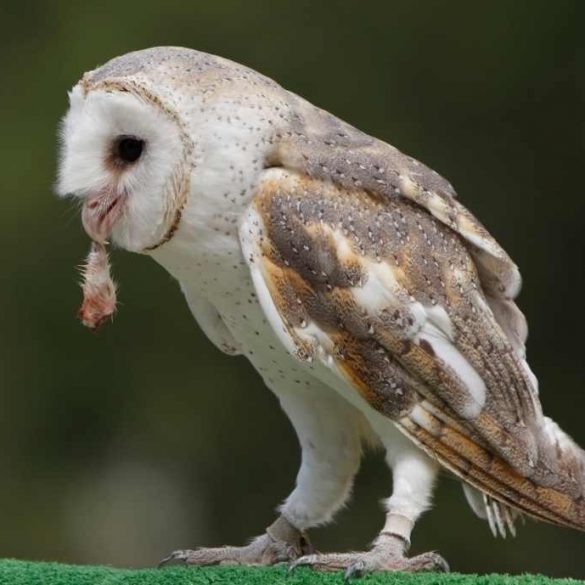 owl eating