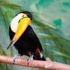 toucan