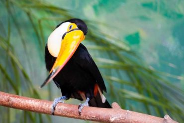toucan