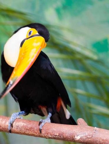 toucan