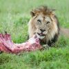 what does a lion eat