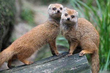 mongoose